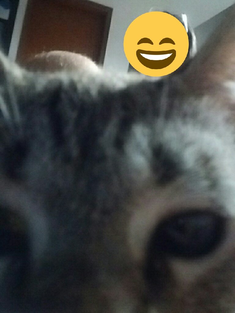 andrembonatto's tweet photo. A curiosidade matou o gato de quem mesmo? https://t.co/GxPAD0oEFq