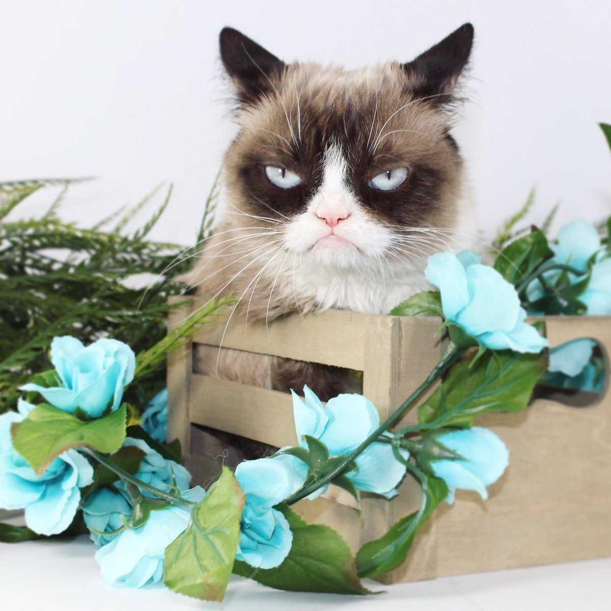 RealGrumpyCat's tweet photo. https://t.co/dXpz3LJcn1