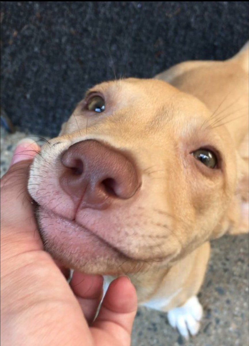 puppyboyfriend's tweet photo. He just found out he is a good boy and he couldn't be happier https://t.co/dQKHzKyKj0