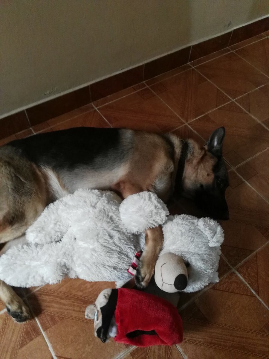 loganx3m's tweet photo. #pastoraleman Logan y su osito.
#GermanShepherd https://t.co/zPcKxVmjyi