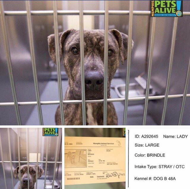 reddogsusie's tweet photo. #TN #MEMPHIS #SOS
🆘🆘CRITICAL JUST WATCH SWEET LADY's VIDEO😍She's adorable!5yo perfect pet!Pls #adopt #Rescue #pledge
https://t.co/WvEVEVZS88 https://t.co/6aJ1dGQz4e