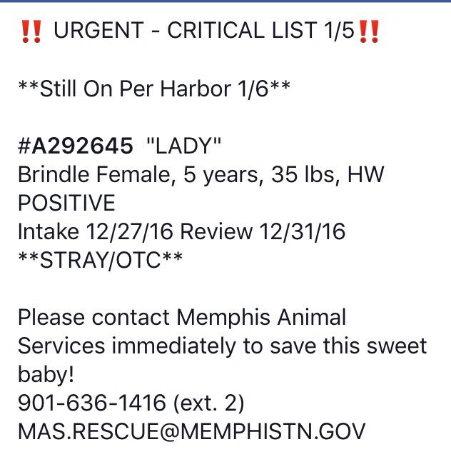 reddogsusie's tweet photo. #TN #MEMPHIS #SOS
🆘🆘CRITICAL JUST WATCH SWEET LADY's VIDEO😍She's adorable!5yo perfect pet!Pls #adopt #Rescue #pledge
https://t.co/WvEVEVZS88 https://t.co/6aJ1dGQz4e