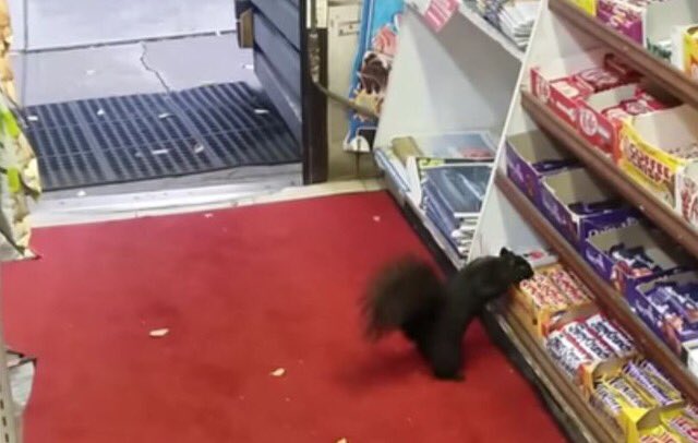 Cartwright_Four's tweet photo. #Toronto A squirrel πΏ has been stealing chocolate bars π« from a convenience store : at least 40 chocolate bars these past few years ππ https://t.co/BhtGphstPn