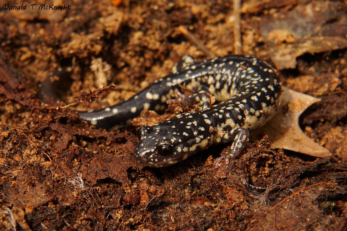 donaldmcknight2's tweet image. Here&apos;s a #USA species for a change: western slimy salamander (P. albagula) #FieldFlashBack #wildlifephotography #salamanders #wildlife