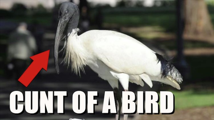 CraveOnline's tweet photo. Bondi Hipsters Wrote A Song About Those “Ibis Cunts”, And It’s Spot On https://t.co/FqpMFw0hj2 https://t.co/Slz9MDypG6