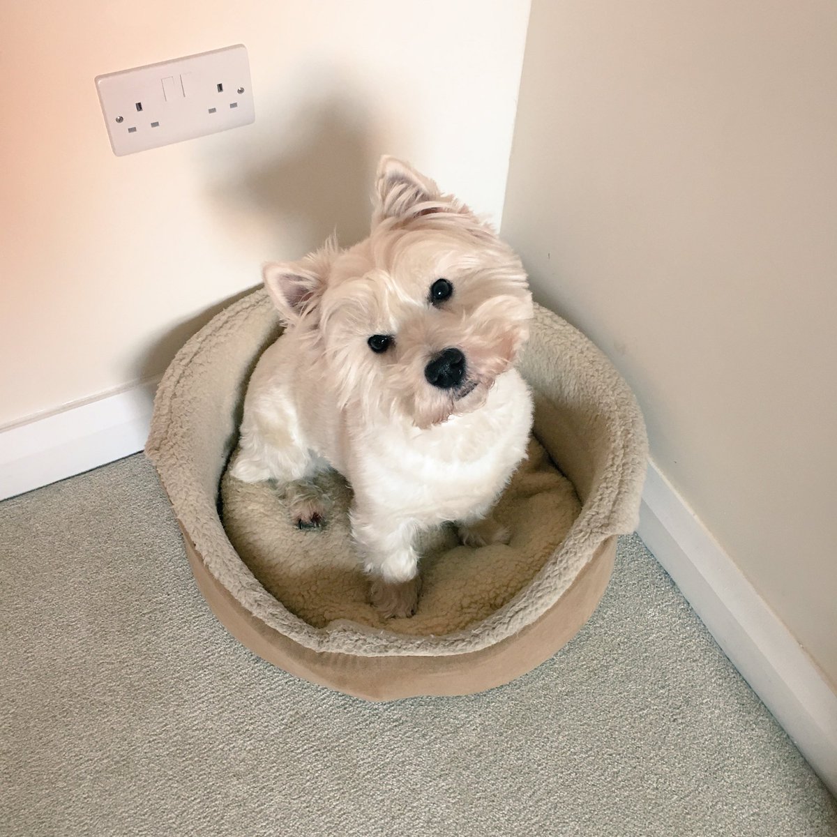 SophieParkins1's tweet image. Little office buddy never leaves my side. Good listener too! 🐶 #HomeWorkerPerks