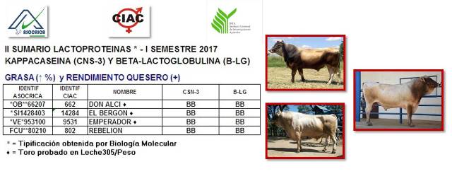 Desea obtener mas kg de queso con menos litros de leche, en razacarora.com.ve/Sumario.htm le indicamos los Toros Carora a usar #asocrica #ciac