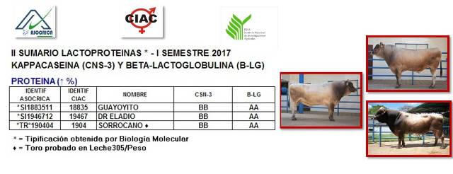 Desea obtener mayor cantidad de proteína en su leche, en razacarora.com.ve/Sumario.htm le indicamos los Toros Carora a usar #asocrica #ciac