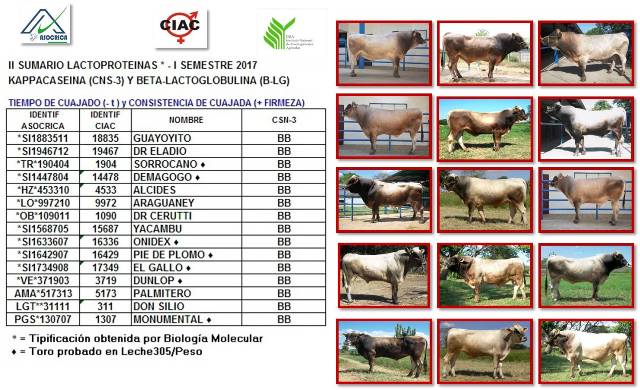 Quiere obtener un queso consistente en menos tiempo, en razacarora.com.ve/Sumario.htm le indicamos los Toros Carora a usar #asocrica #ciac
