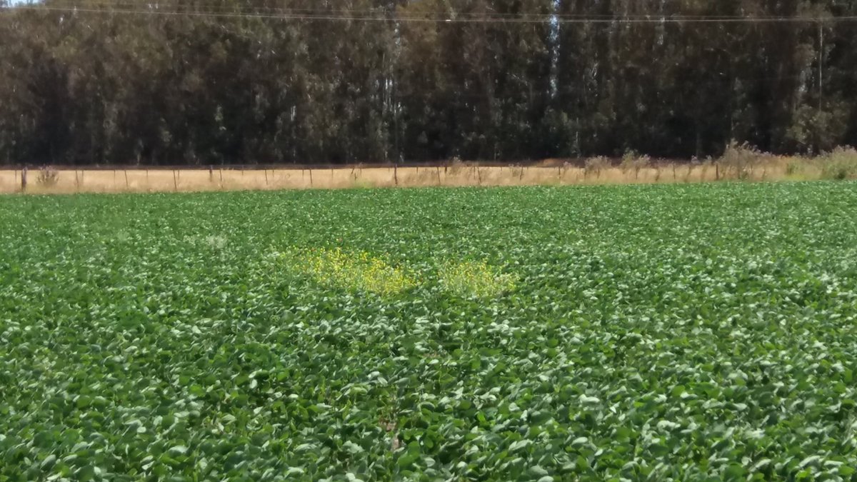 Esteban Bilbao tweet media