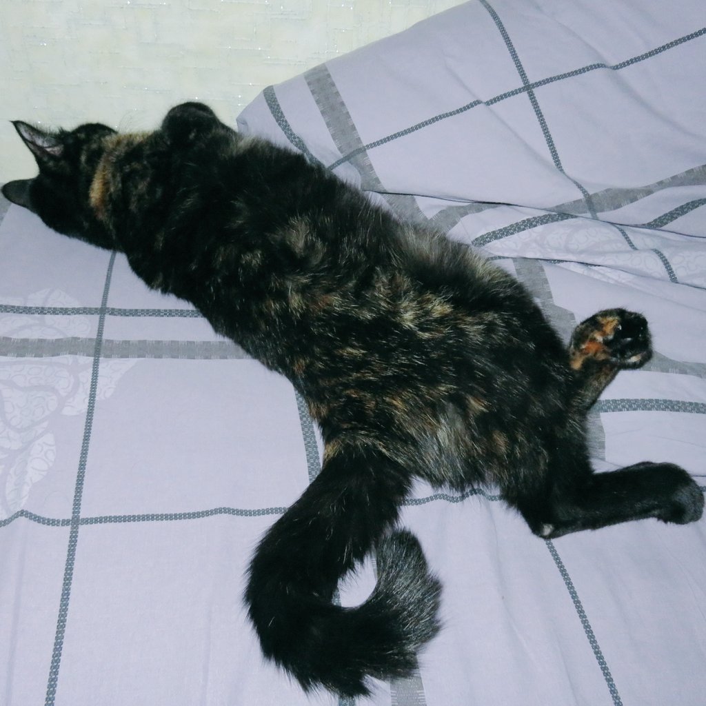 sima_thecat's tweet photo. 🌃🐱💤
#goodnight #sweetdream #catonthebed #sleepingkitty #cat #cats #kitten #kittens #simathecat #кот #кошка #кошки #котенок #КошкаСима https://t.co/gpV14G0yAr