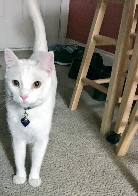 My little Amber-eyed boy 🐱 https://t.co/9EjezdsALO<a href="/tag/masturbationmonday"class="tags"><span>#masturbationmonday</span></a><a href="/tag/tanlines"class="tags"><span>#tanlines</span></a>