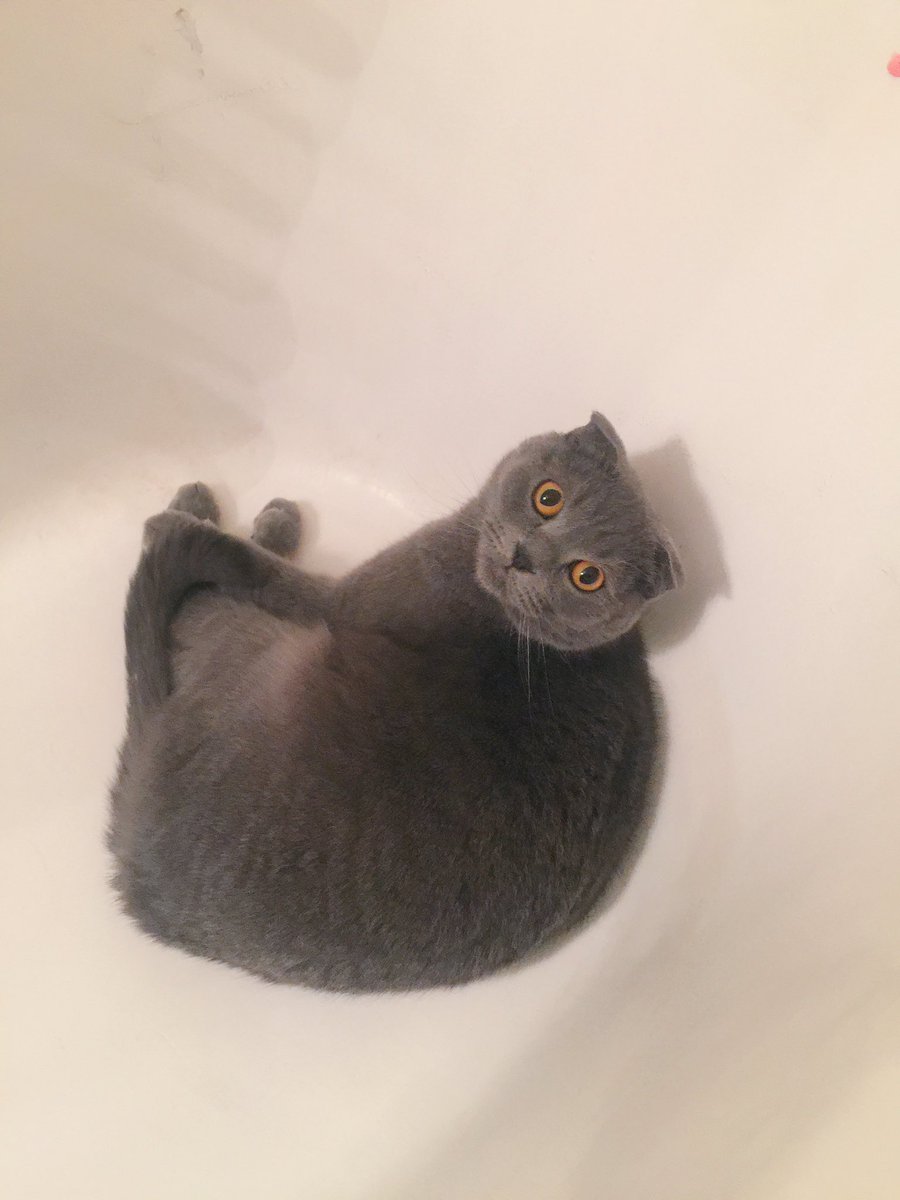 Serenity Discko tweet media