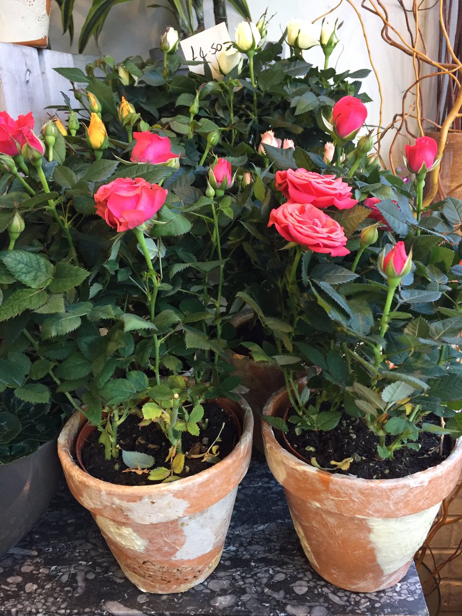 Pretty rose plants full of buds, last for weeks then plant in garden to flowers again and again £4.50 #blueflorist