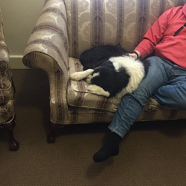 FerrumCollege's tweet photo. You're not cool until Dodger chooses your common room to sleep in #ferrumcollege #ferrumdodger #robertshall #regram 📷: @buckslaya21 https://t.co/DMdRrrRc97