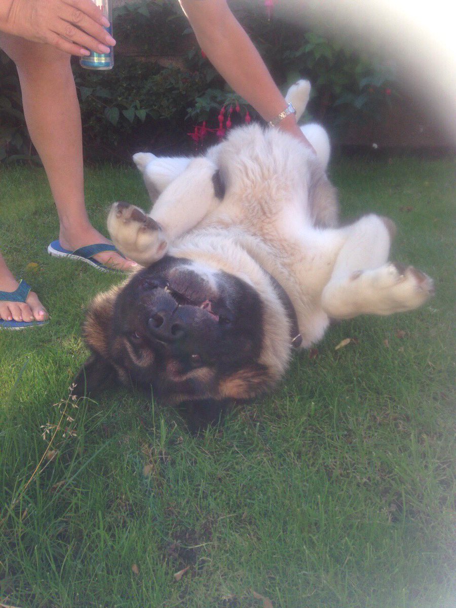albiniism's tweet photo. !!! belly rubs https://t.co/zUBKtJmTgl