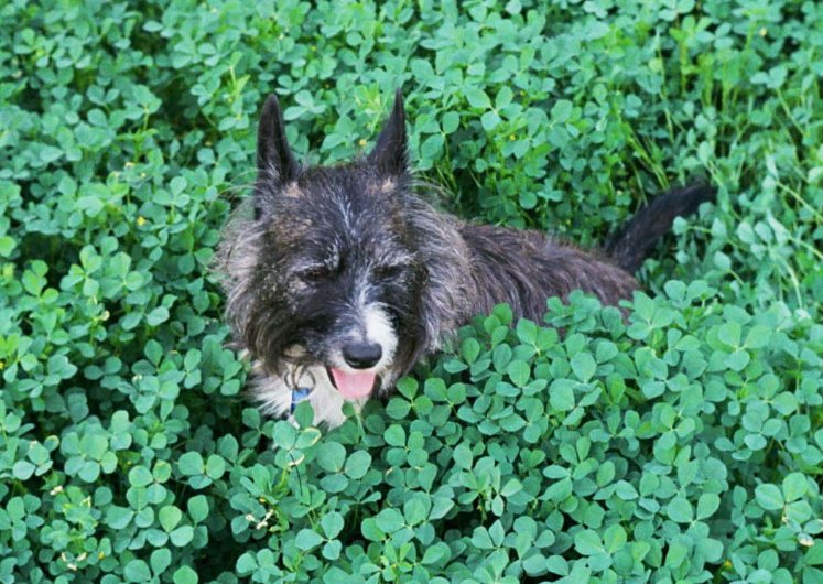 It's a hot one out there today - are your pets protected from the heat? bit.ly/2jlBoRh