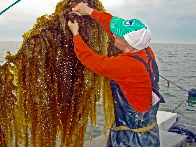What is 3D ocean farming? Bren Smith of <a href="/GreenWaveOrg/">GreenWave</a> shares his vision for healthy oceans and communities: bit.ly/2iJ1EUW