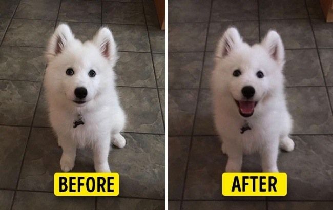 FinspiOfficial's tweet photo. Pets before and after being called "Good boy"! #pets #animals #interesting
https://t.co/42y348LQhR https://t.co/d961fXyGFj