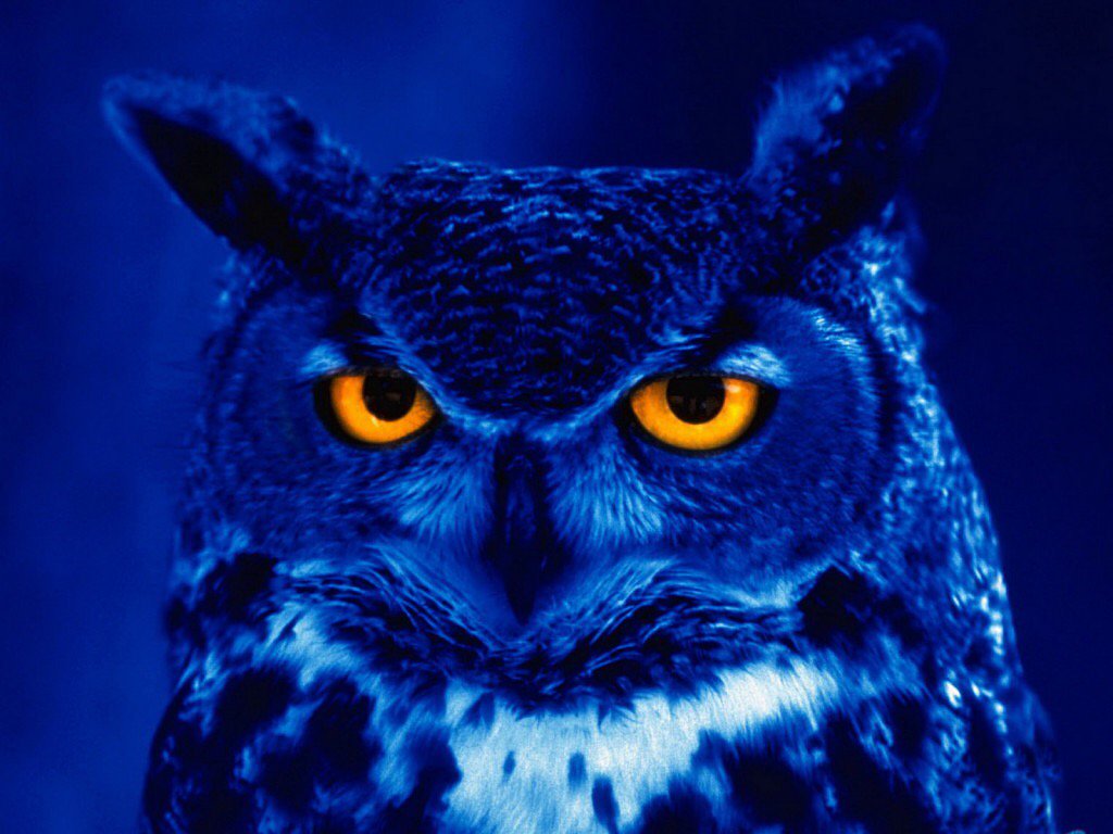 #NightOwl17 👀