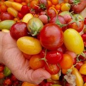 Nourish in Action: Get inspired to host a Farmers Market Scavenger Hunt in your hometown! bit.ly/2jlE3u8 <a href="/MVfarmersmkt/">Mountain View CFM</a>