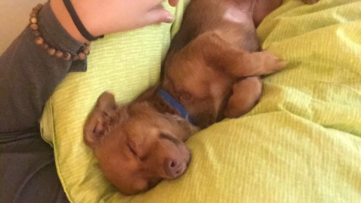 Hayoung On Twitter Introducing This New Pup Her Name Is