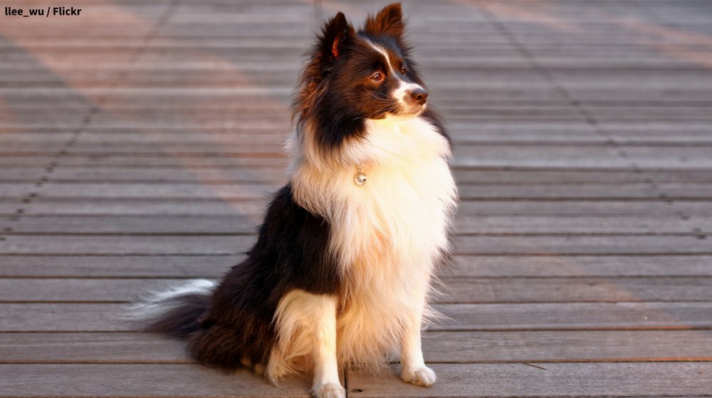 stanford emotional support animal