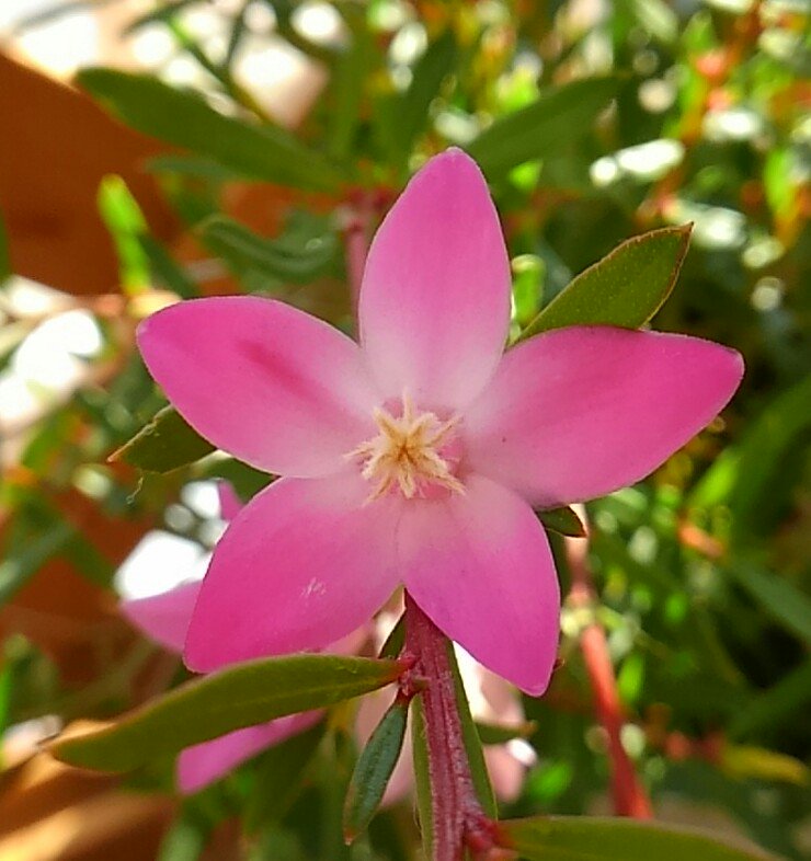 Ai 自然界の花には5枚の花びらが 多いらしい 対角線上にない独立した花びら ５角形は黄金比 Smap 世界に一つだけの花 私の 世界に一つだけの花 T Co Cmhzrwatbd Twitter