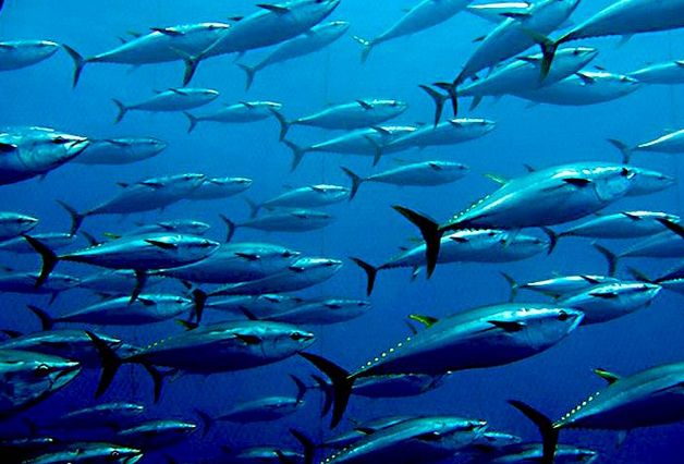 nautilusmaker's tweet image. #Ocean #Colonization  | #OceanColonization  | oceanic business alliance™  | nautilusmaker.com/t/what-you-sho…