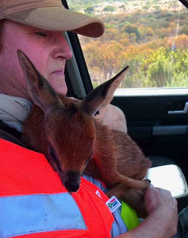 TEARSwelfare's tweet image. Bambi being taken care of by #wildlife expert Brett Glasby #capefire #OceanViewFire @CapeTimesSA @vwsfires @CapeTalk