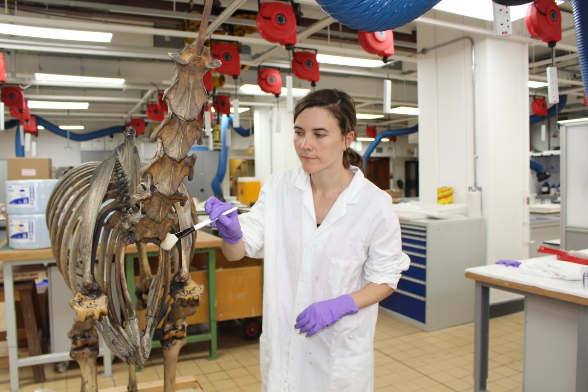 NAM_London's tweet photo. Lots of #HeritageTreasures going in the #NewNAM. Here’s Marengo, Napoleon’s Horse, being conserved by @NHM_London. https://t.co/Ced3YMD4xa https://t.co/5h3tNhQdch
