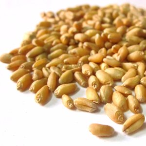 XeFarmFresh's tweet photo. @AgricomGroup XeFarm serves the farmers who serve the world with food. https://t.co/dZuikywd0D