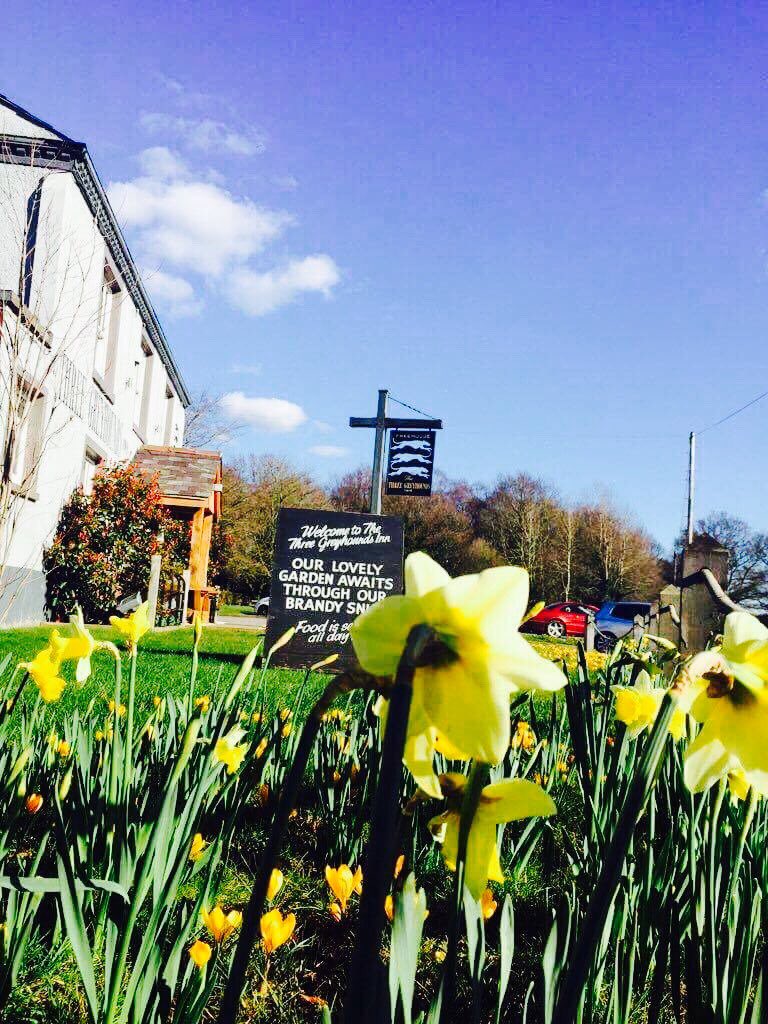ThreeGreyhound's tweet photo. This weeks #ThrowbackThursday is to when the skies were blue and the #daffodils were blooming! #Tbt  #Spring #Cheshire #nature 🌾🌼☀️ https://t.co/oMFAvh4GXj