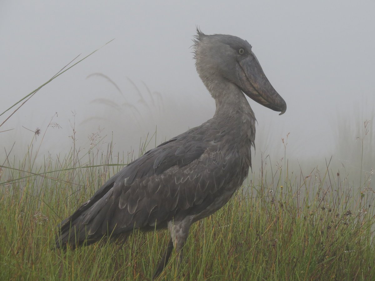 It all started well and ended in hamony.,#rangerafricasafaris,#UTB