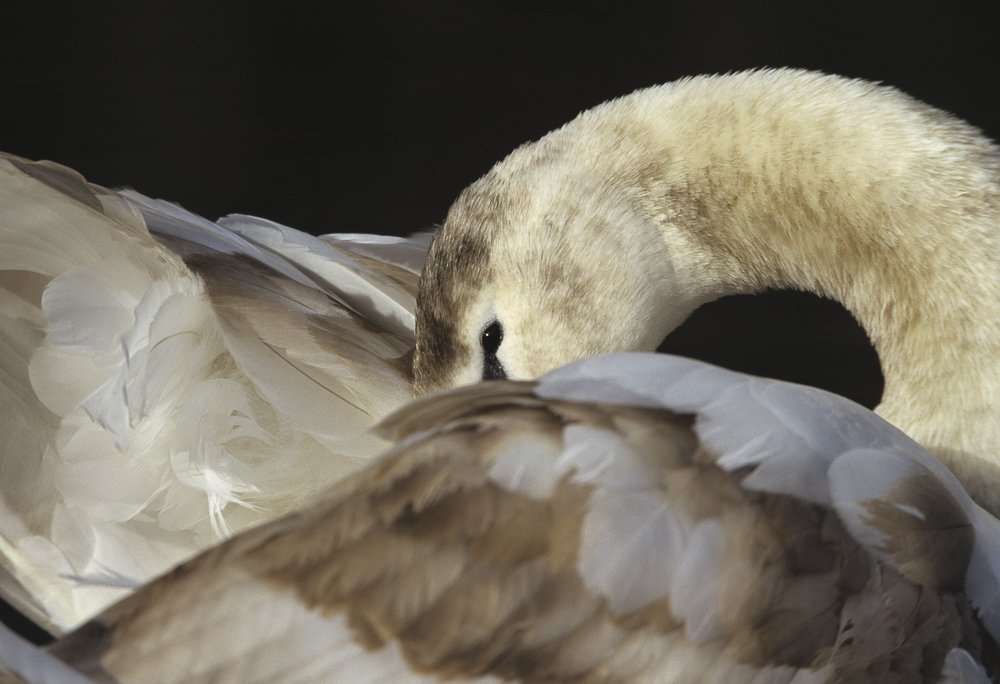 Davidf8's tweet photo. Can't wait for the #birds #WhelfordPools #photography #Course great #spring activity for @gloswildlife https://t.co/Nm8HCeyKCL #deanwye https://t.co/vBwMdkyBZG