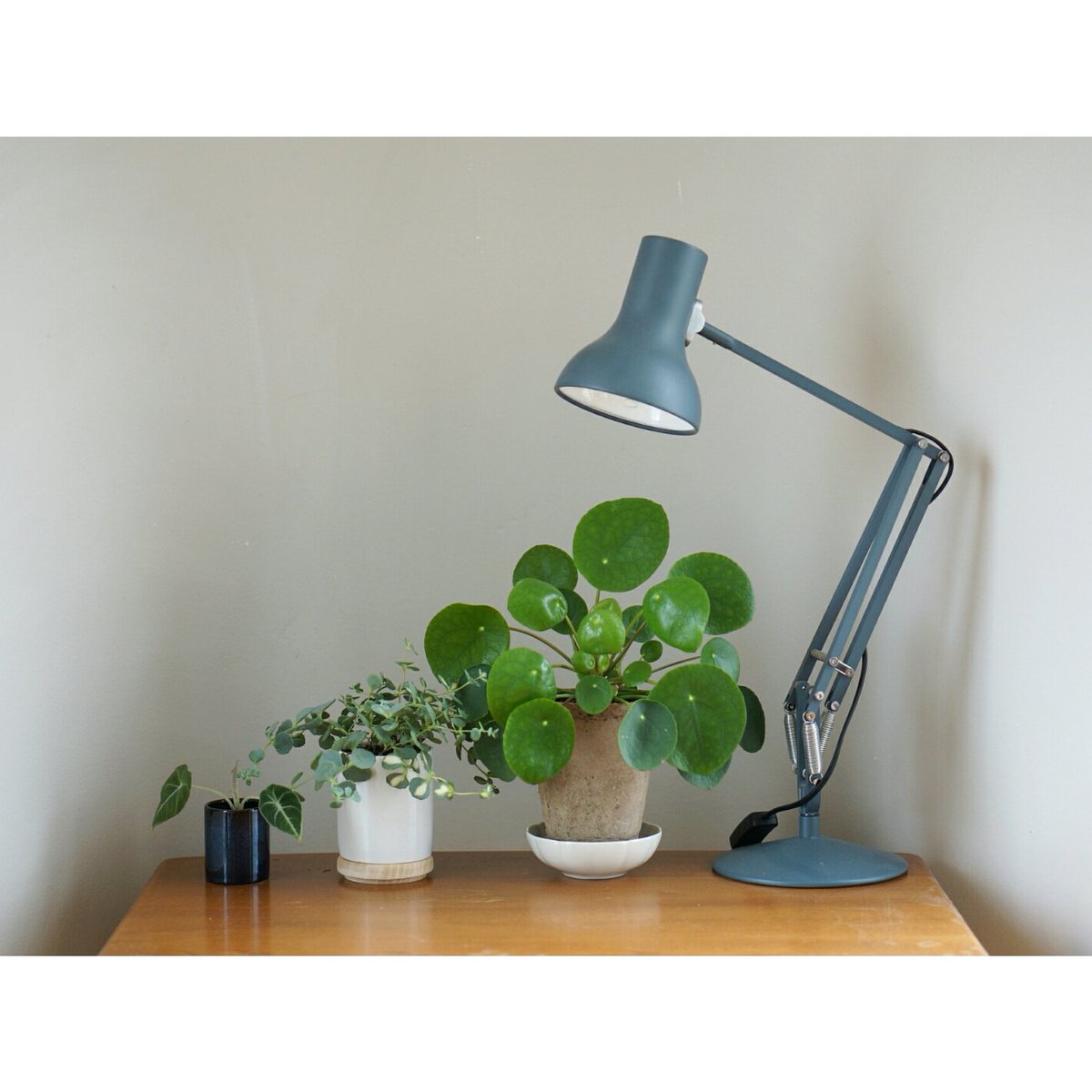 Minor_Goods's tweet image. #tbt #minorgoods #athome with my favourite plants :) bit.ly/1RRYIRM