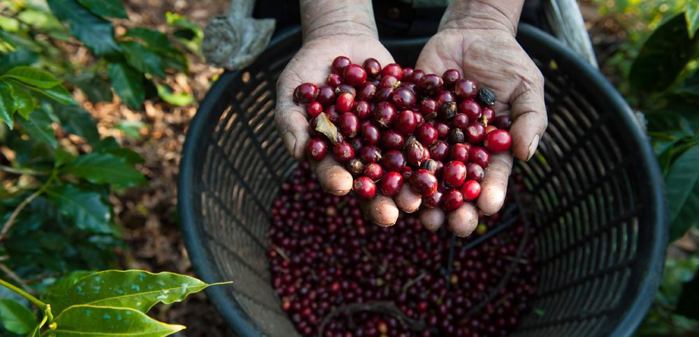 We often get asked if our coffee is Fair Trade. Direct Trade goes one step Better, find out more here: buff.ly/2j7gvvK