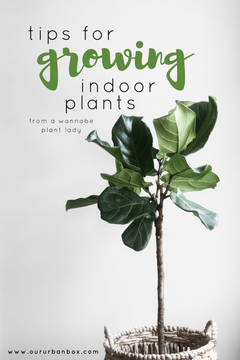 oururbanbox's tweet photo. Indoor plant tips from a wannabe plant lady. https://t.co/PZxAQoRoMU https://t.co/EhhD6mGqrM