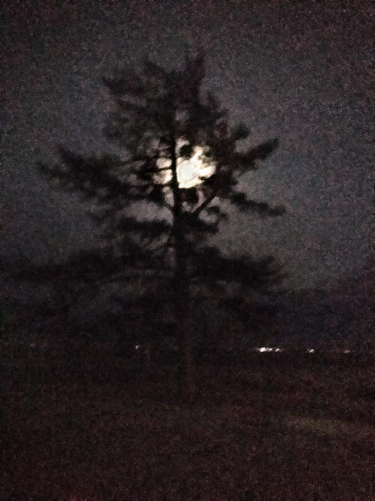 alias_beth's tweet image. Surreal moon shinning through our pine tree!!!!