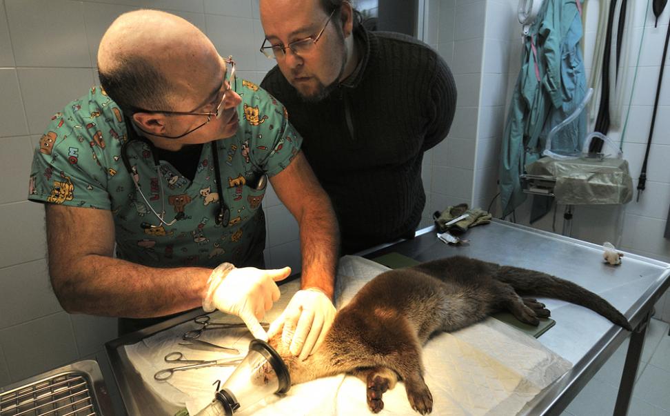 ¿Sabes quién fue el 💀 que disparó a la nutria que vive en el Duero a su paso por #Soria?
#Colabora ➡️📞062
diariodesoria.es/noticias/soria…