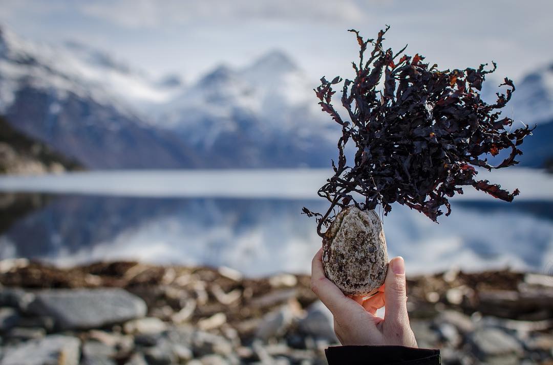 The #Nordic coasts are full of edible seaweed species 💙 The #vegetable of the #sea can be used in soups and salads.
ow.ly/5RdR307VHi9