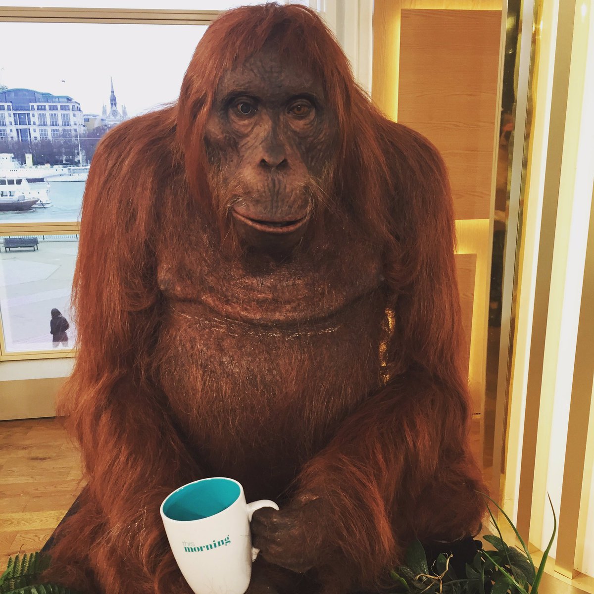 thismorning's tweet photo. We ❤️ our special visitors this morning! #SpyInTheWild https://t.co/jUTOzEx45y