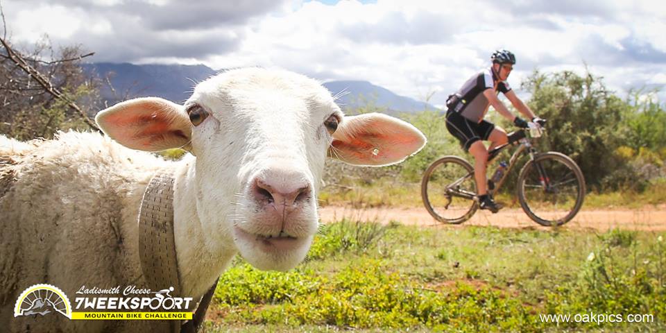 Dryland Ride tweet media