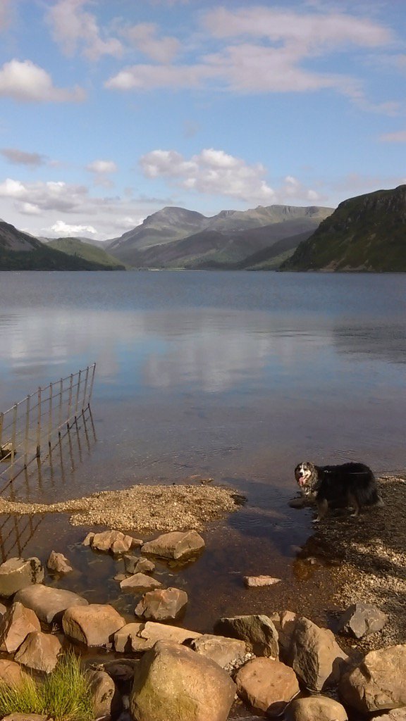 BrookinKath's tweet photo. Pepe is a happy girl when holidaying in the lakes.👣👣#dogsoftwitter #NotJustLakes https://t.co/suJ3JyhUIo