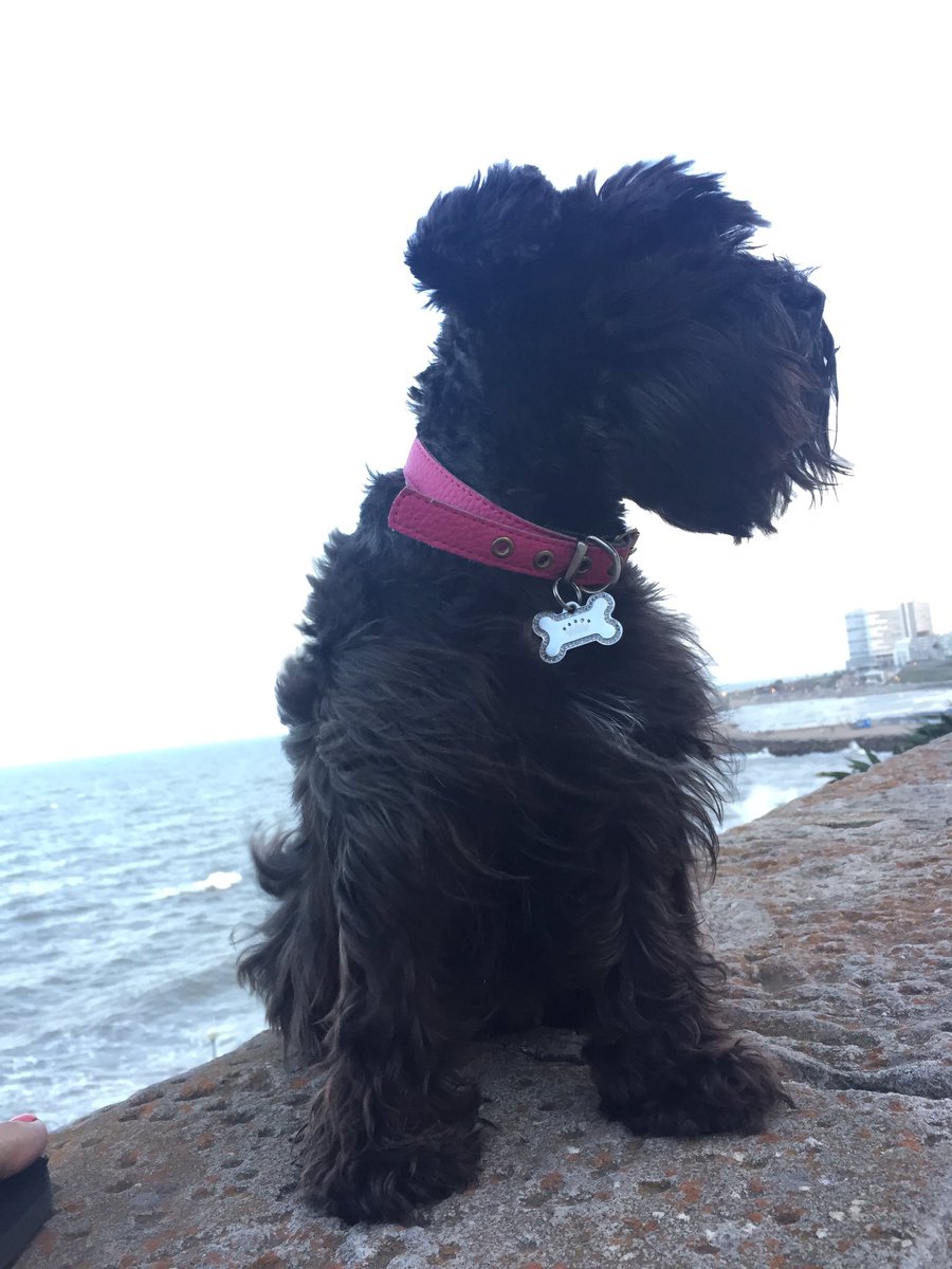 silvinaescudero's tweet photo. Ella
Mi hija
Mi amor
Sufre horrores los estruendos de los fuegos artificiales.
POR FAVOR SÚMATE COS TAMBIÉN Y DECILE NO A LA PIROTECNIA. https://t.co/qVOWhKWWfv