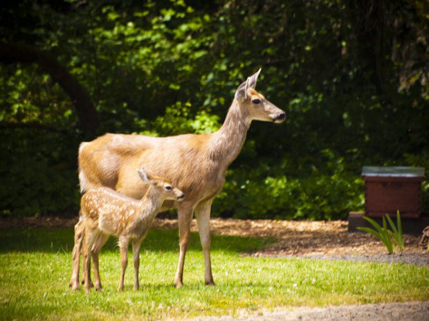 Top 2016 Oregon gardening stories from OSU Extension dlvr.it/N0jBlB