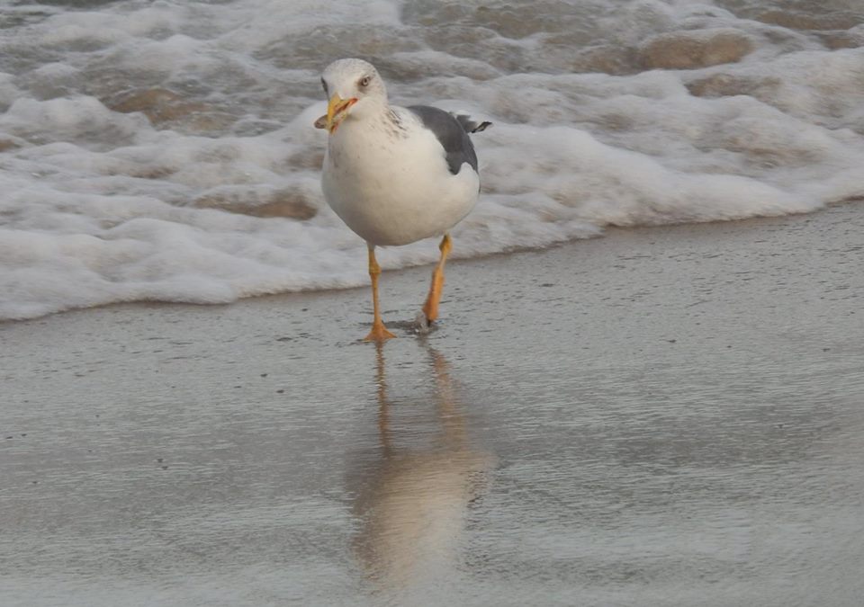 Avanzing's tweet photo. 'Cause it is lunch time for this seagull here in #SouthFlorida @AnimalPlanet #seagulls #deerfieldbeach #LoveFL #wildlife #beachlife https://t.co/AYmf7nNCvb