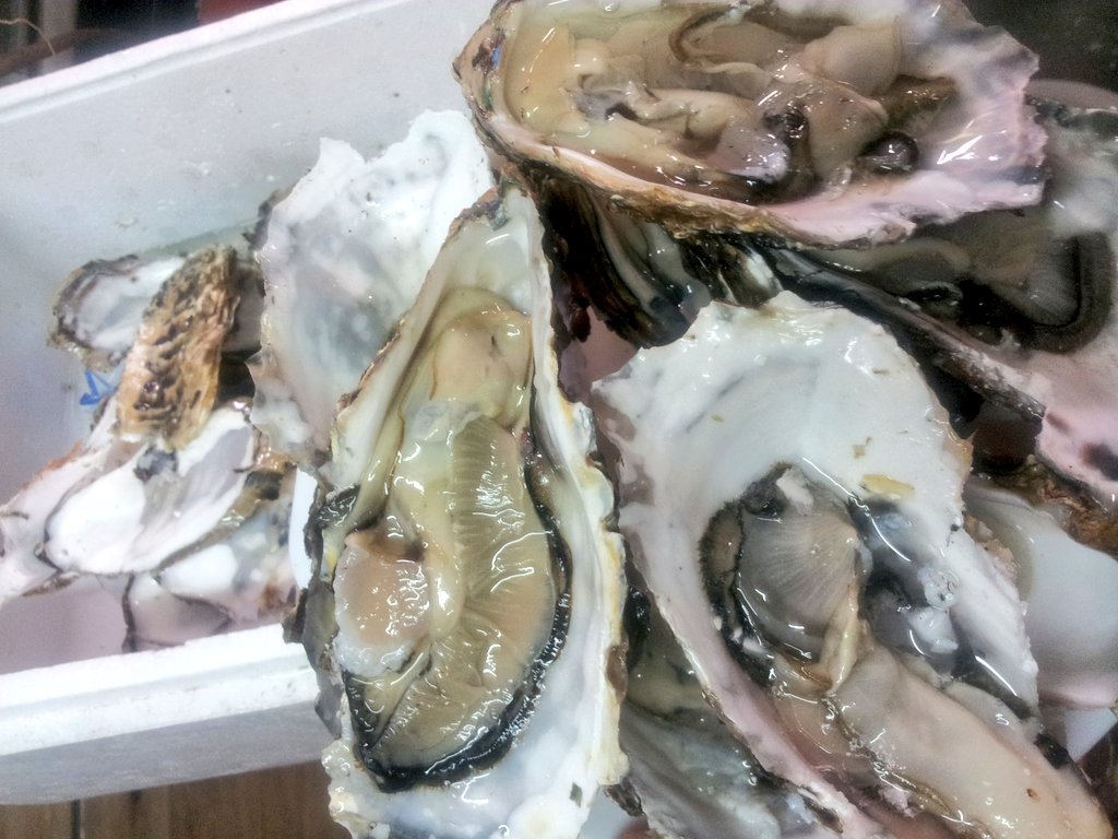 前川さなえ 今 頂き物の浦村の生牡蠣を剥いては食べ剥いては食べしてたら8個くらい食ったあたりで剥いた殻からどう見ても寄生虫 画像自粛 がピンピン跳ねながら飛び出してきたんだけどコレ正月下痢で寝込むフラグ立っちゃった感じ T Co 前川さなえ 今 頂き物の浦村の生牡蠣を剥いては食べ剥いては食べしてたら8個くらい食ったあたりで剥いた殻からどう見ても寄生虫 画像自粛 がピンピン跳ねながら飛び出してきたんだけどコレ正月下痢で寝込むフラグ立っちゃった感じ T Co