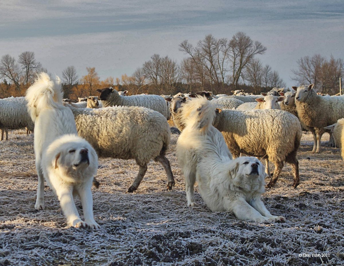 TopsyFarms's tweet photo. "Downward Dog" we call it. Peaceful crispy morning stretch. One of my favourite four. #sheep365 @TopsyFarms #guardiandogs #familyfarm https://t.co/Z78DgziUXB