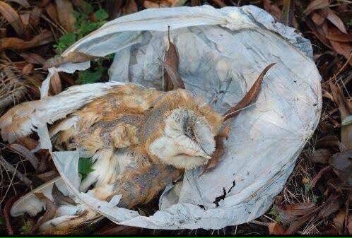 Have a great evening but please don't celebrate the New Year with sky lanterns. They can be deadly to wildlife... rspca.org.uk/getinvolved/ca…